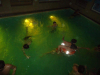 DSC00759-Copy