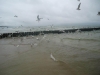 DSC09544-Copy